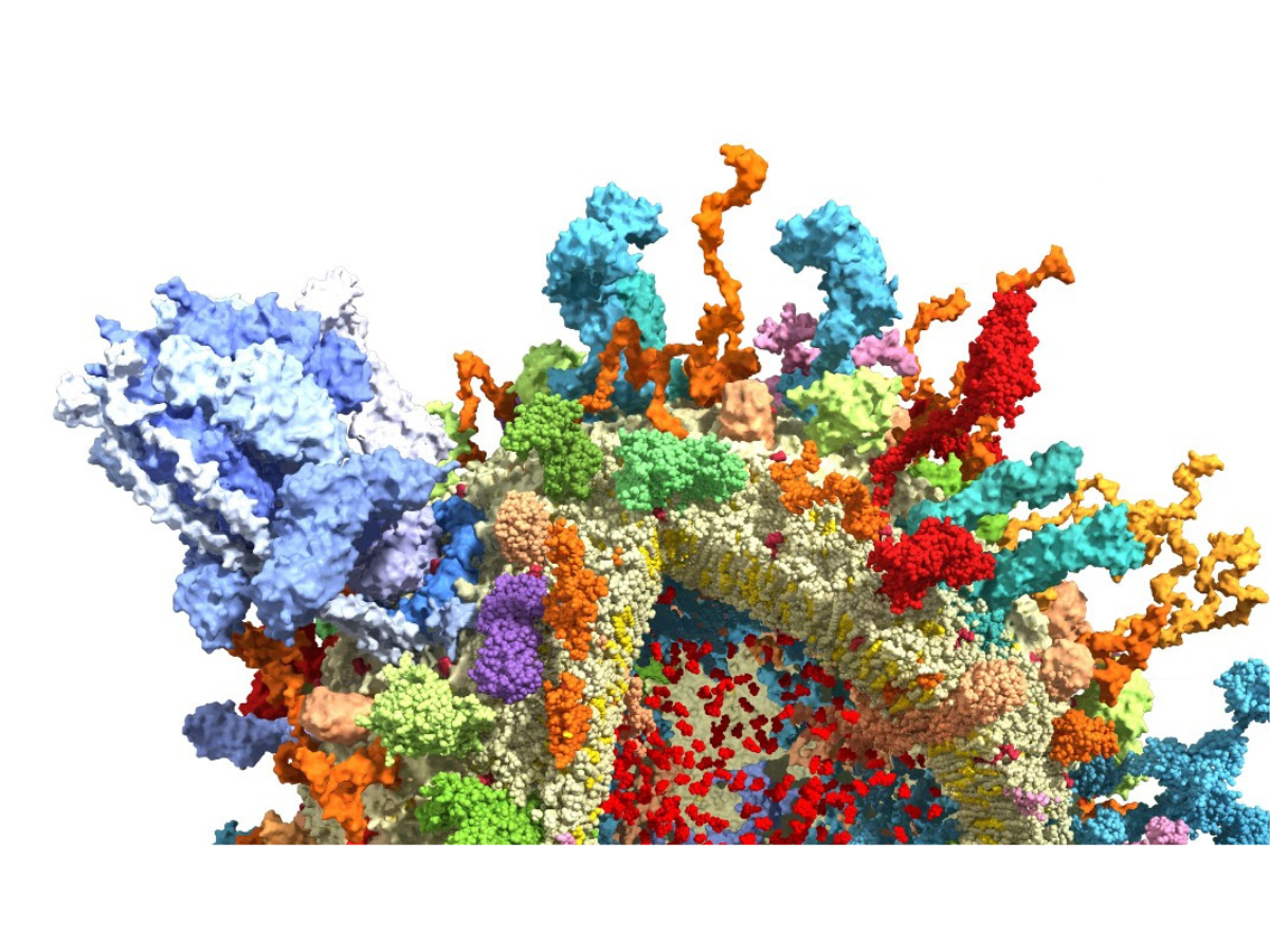 Major discovery about mammalian brains surprises researchers