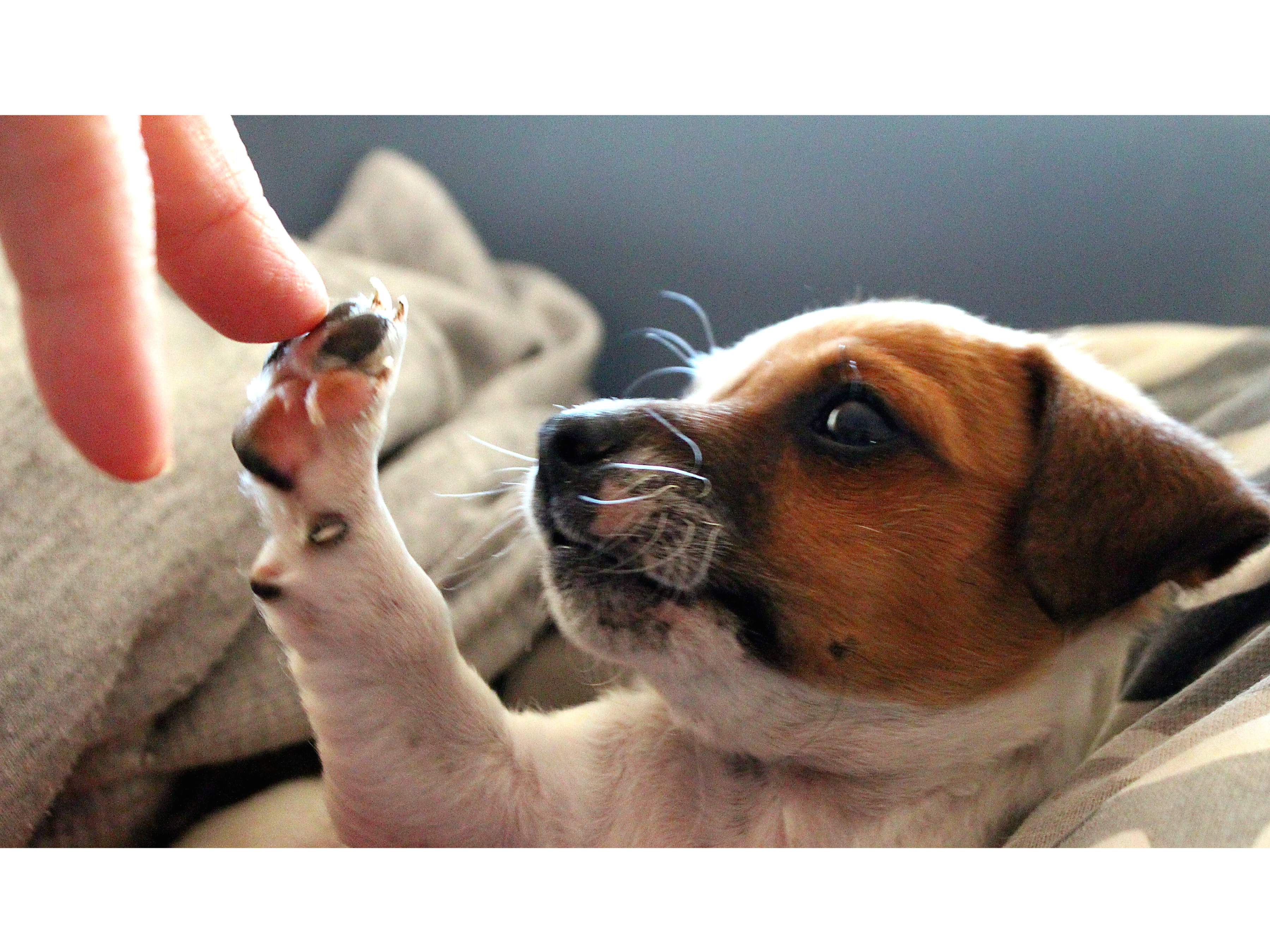 A new study says time spent with dogs increases brain activity in the prefrontal cortex