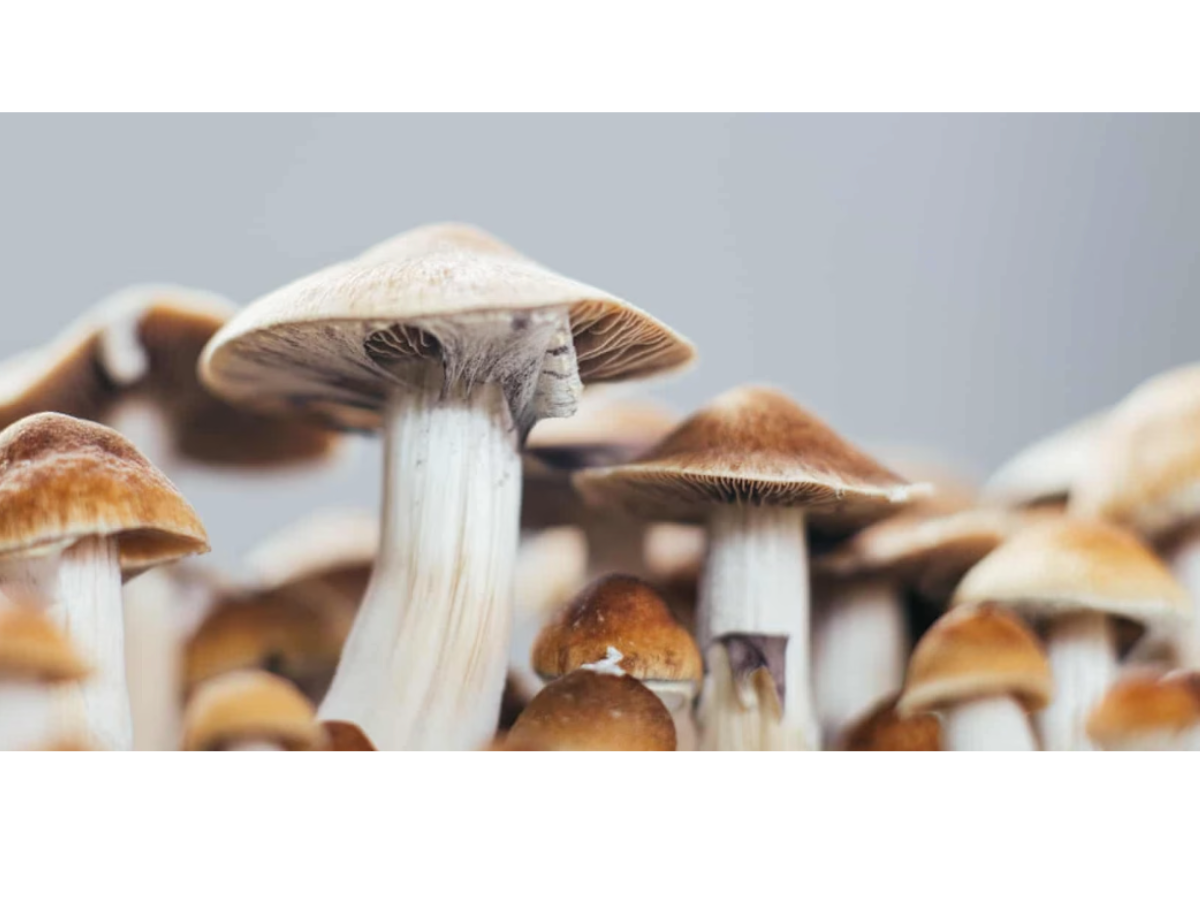 Australian approval of MDMA and psilocybin a ‘baby step in the right direction’, medical experts say