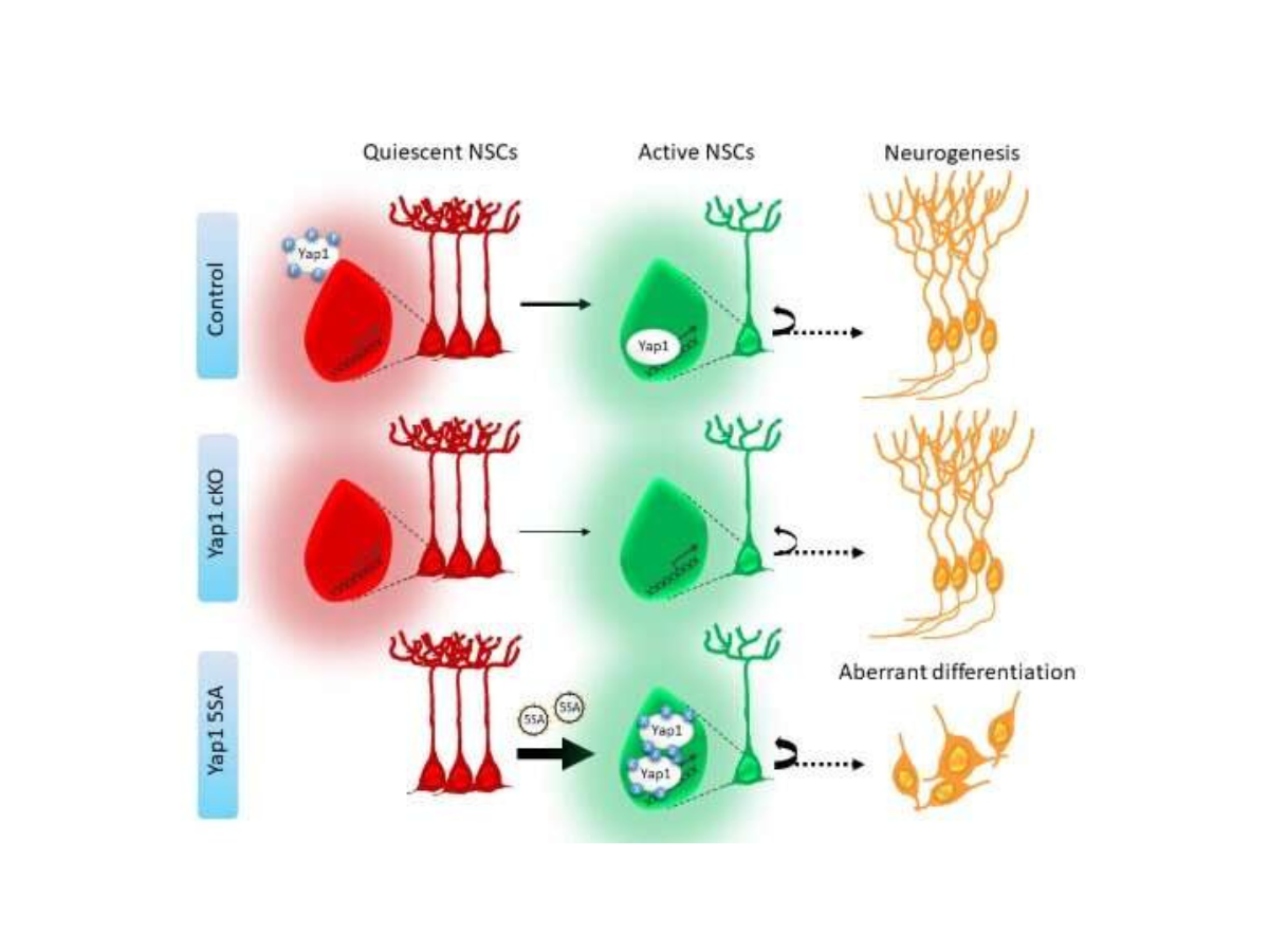 Researchers identify key protein for production of new neurons for memory and learning in adult brain